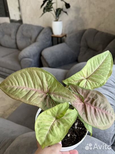 Сингониум Syngonium Pink Flecked