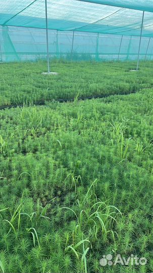 Сеянцы ели зкс от производителя