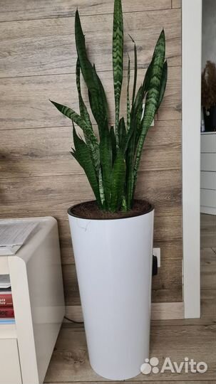 Сансевиерия