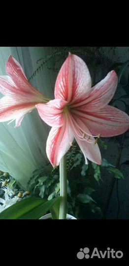 Цветы комнатные