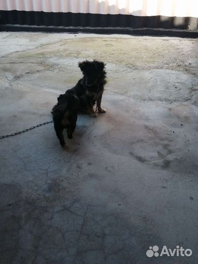 Собаки щенки бесплатно