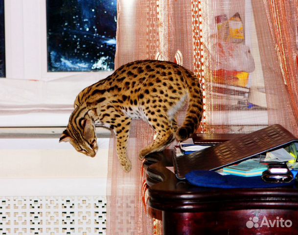 Люция азиатская леопардовая кошка