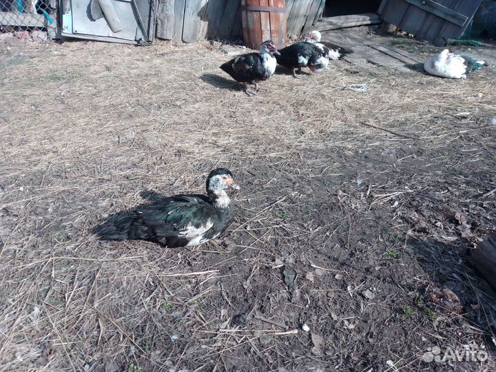 Продам Индоутаков