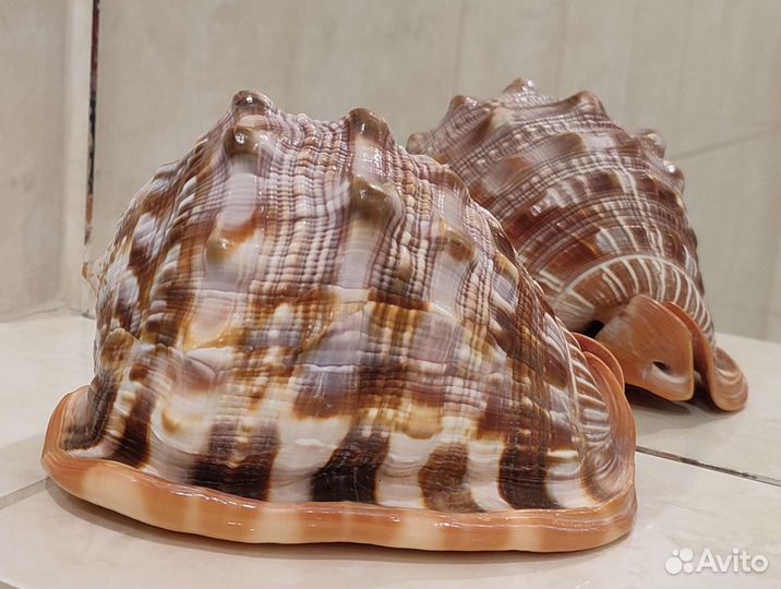 Морская раковина Красный ципрекассис