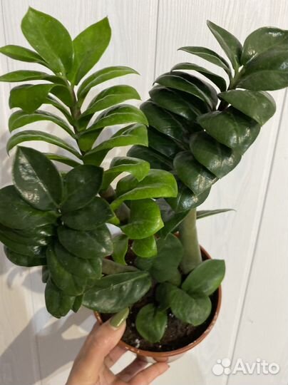 Замиокулькас зензи