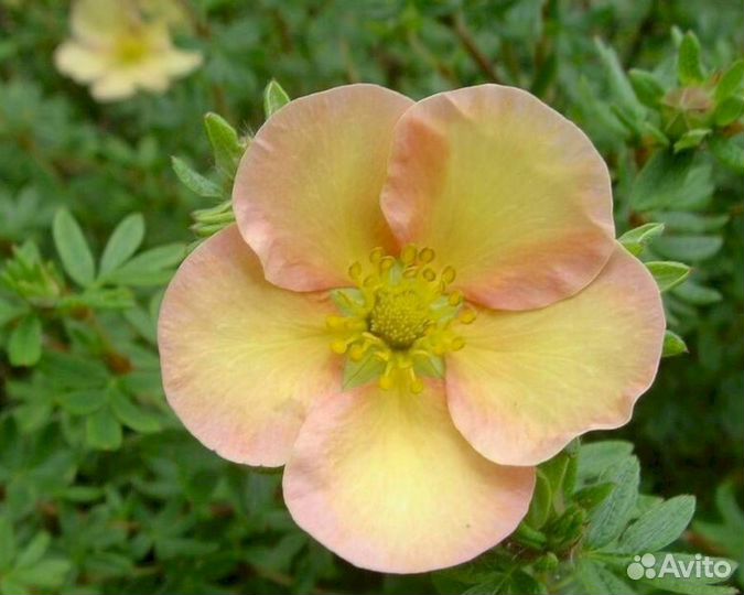 Лапчатка Дейдаун