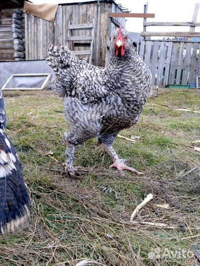 Курицы Малина