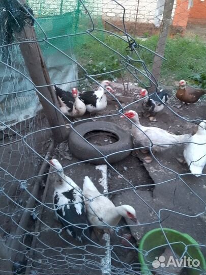 Утки,гуси,куры