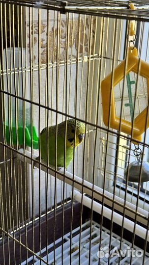 Волнистый попугай