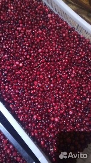 Клюква свежая Ягода