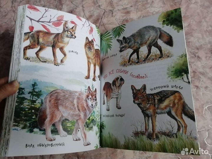 Развивающие книги о животных