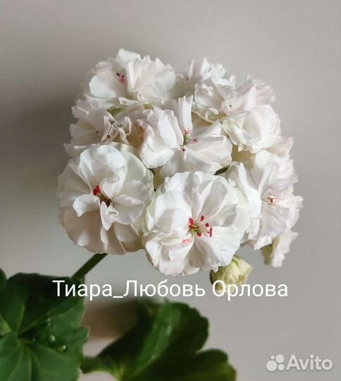 Пеларгония сортовая