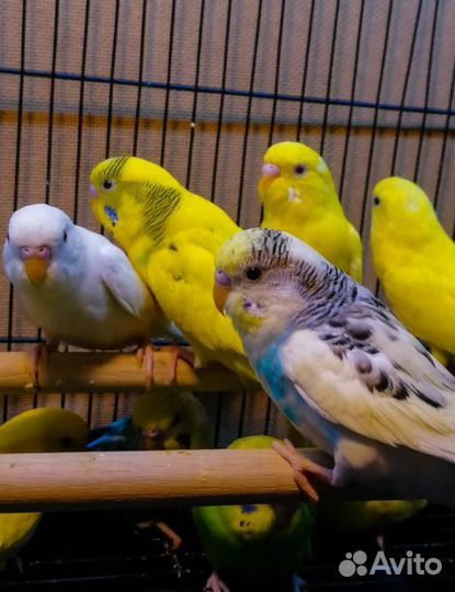 Попугаи кореллы, волнистики, какарики