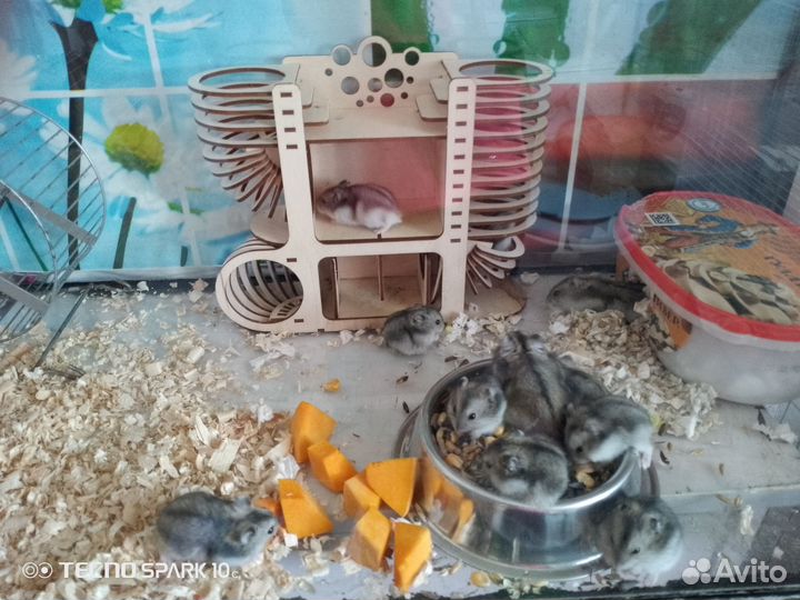 Джунгарский хомяк бесплатно