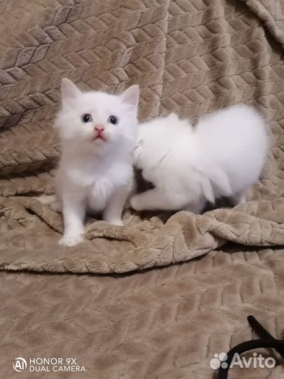 Невские маскарадные котята
