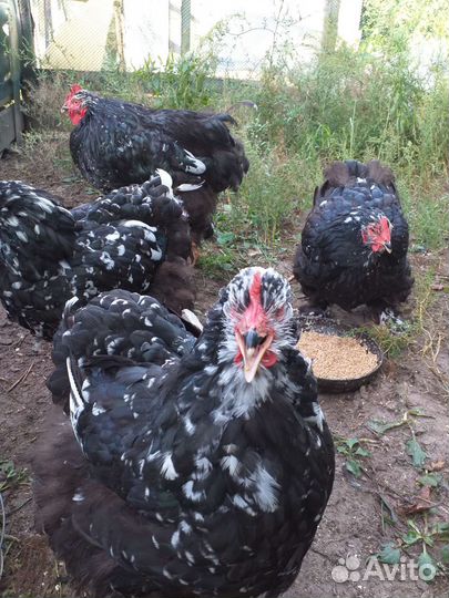 Мраморные кохинхины семья.Мясо-яичная порода.1 год