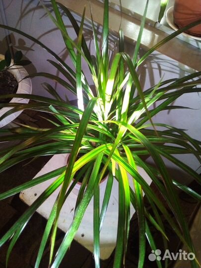 Пальма драцена
