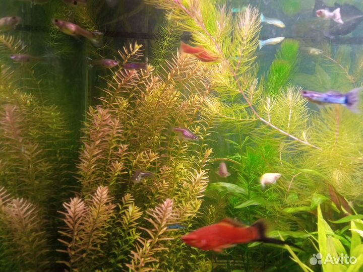 Мох аквариумный. Разная трава для аквариума