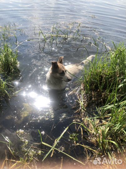 Отдам собаку супер компаньон