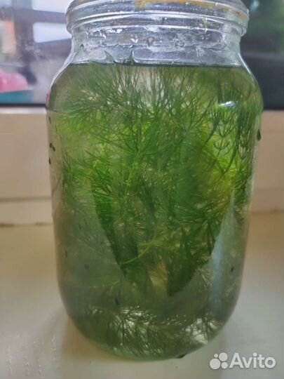 Аквариумные растения прополка