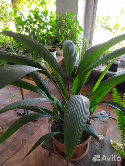 Крупные растения для дома и офиса