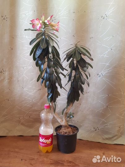 Адениум взрослый