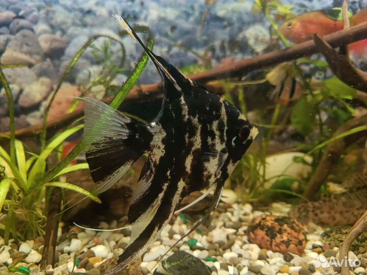 Аквариумные рыбки