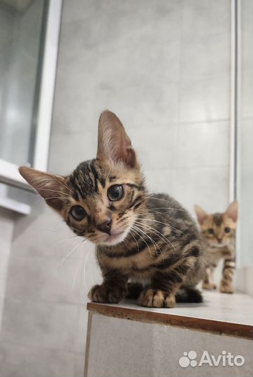 Бенгальские котята
