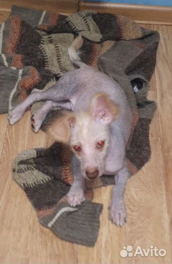 Китайская хохлатая собака вязка