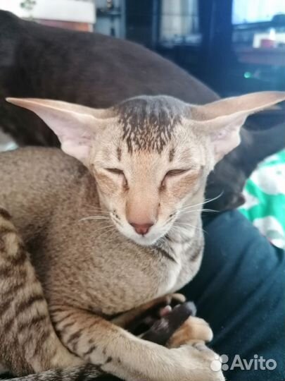 Ориентальная