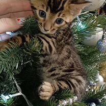 Бенгальский котёнок