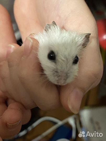 Джунгарский хомяк