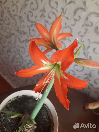 Луковицы амариллиса