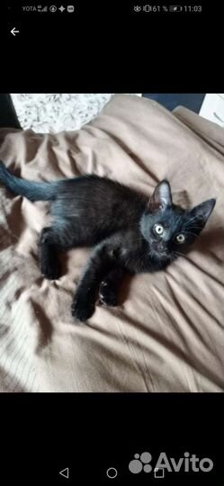 Отдам катенка в хорошие руки