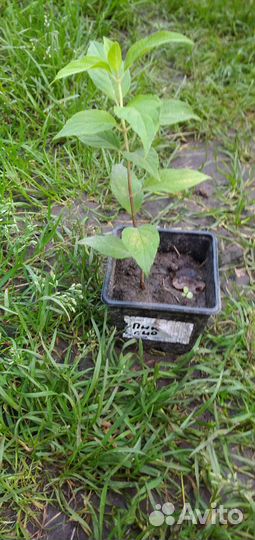 Новинки 2023 года. Гортензии бонфайр и пиксио