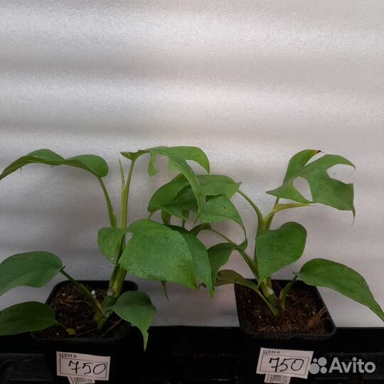 Комнатные растения цветы