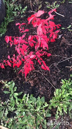 Бересклет европейчкий саженцы