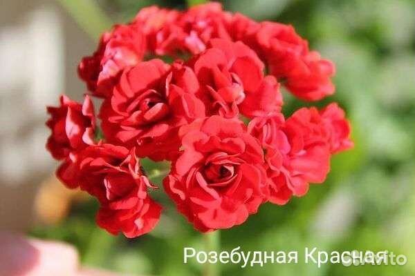 Пеларгонии сортовые
