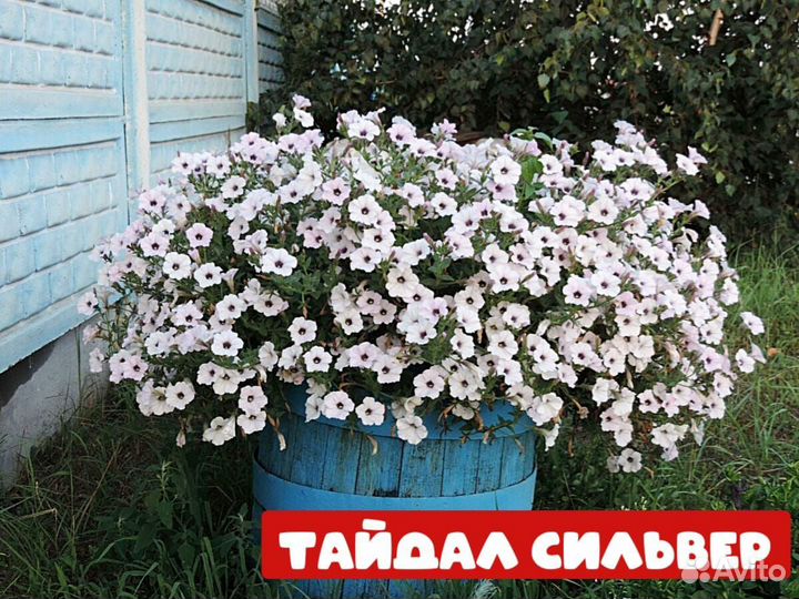 Рассада Петунии и Эустомы
