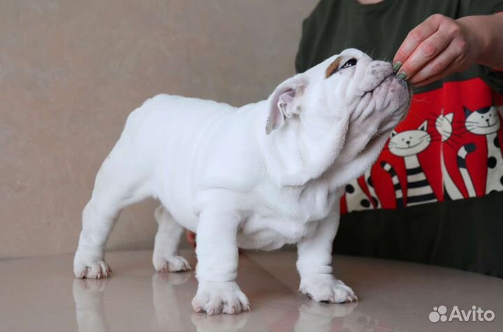 Английский бульдог мальчик РКФ 2мес