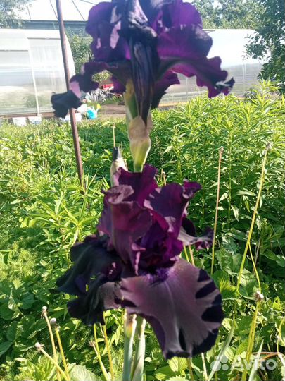 Ирисы бородатые