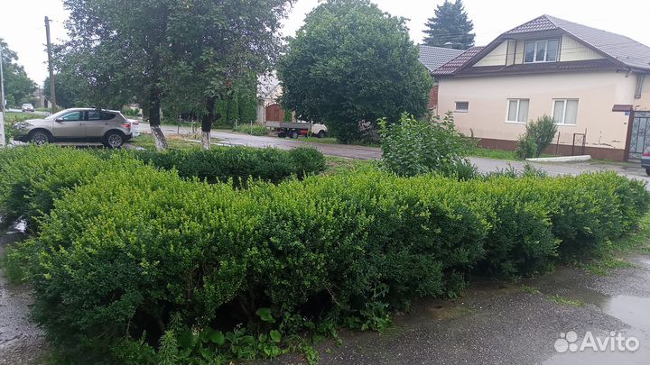 Продаются кусты самшита 30 штук