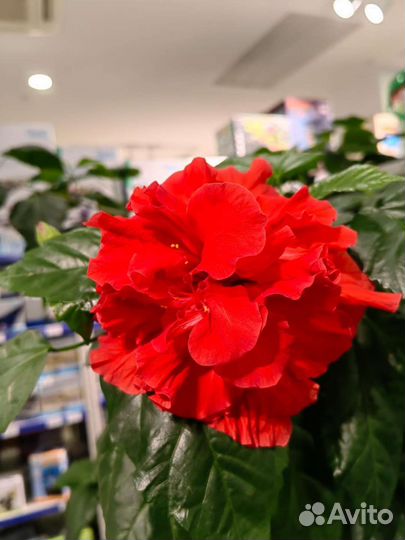 Гибискус китайская роза махровая