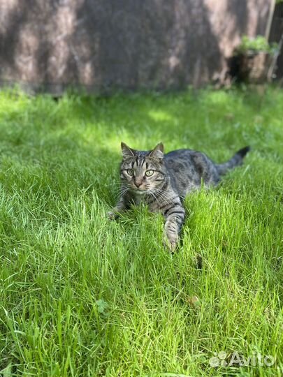 Передержка собак и кошек