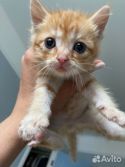 Рыжий котенок мальчик