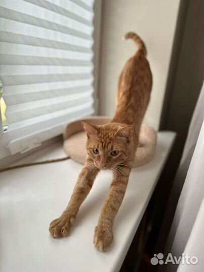 Котик в дар