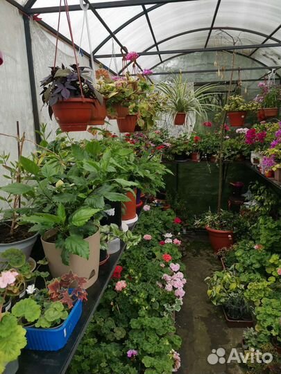 Комнатные цветы