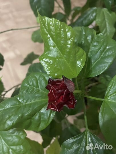 Гибискус (китайская роза)