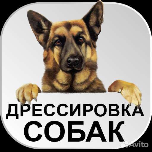 Дрессировка собак