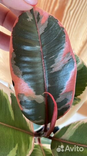 Фикусы каучуконосные Эластика Тинеке, Бейлиз